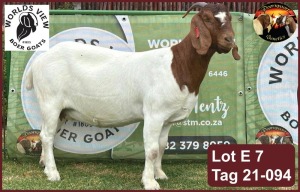 LOT E7 1X BOER GOAT EWE Worldsview