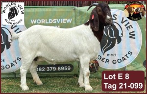 LOT E8 1X BOER GOAT EWE Worldsview