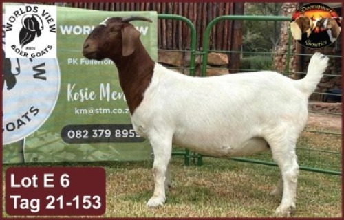 LOT E6 1X BOER GOAT EWE Worldsview