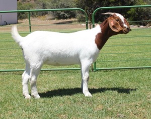 LOT E10 1X BOER GOAT EWE Dieniedouw