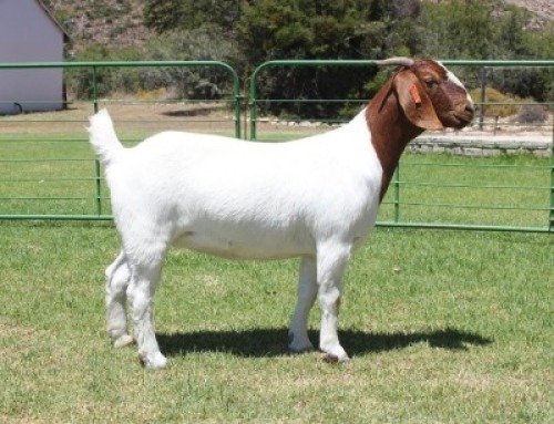 LOT E9 1X BOER GOAT EWE Dieniedouw