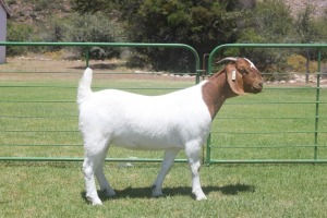 LOT E11 1X BOER GOAT EWE Dieniedouw