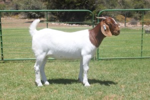 LOT E12 1X BOER GOAT EWE Dieniedouw