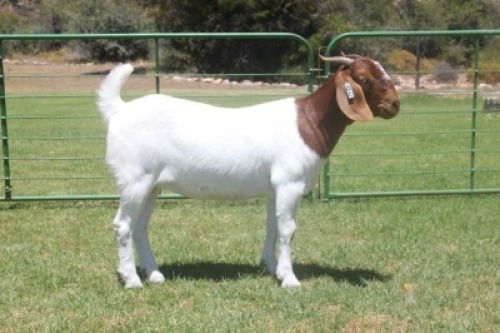 LOT E12 1X BOER GOAT EWE Dieniedouw