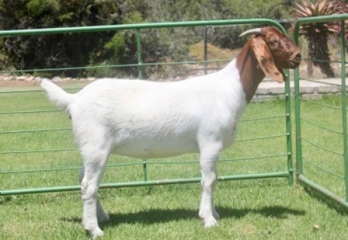 LOT E13 1X BOER GOAT EWE Dieniedouw