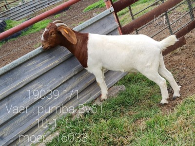 LOT 137 1 X BOERBOK OOI/EWE Ingwe Boerbokke - KUDDE/FLOCK