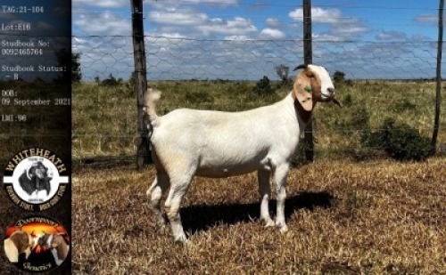 LOT E16 1X BOER GOAT EWE Whiteheath