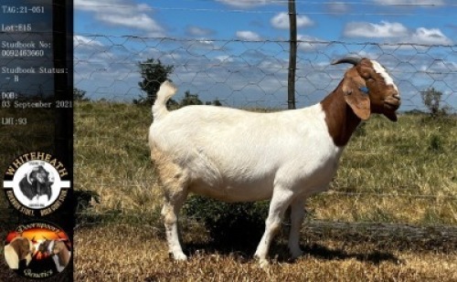 LOT E15 1X BOER GOAT EWE Whiteheath