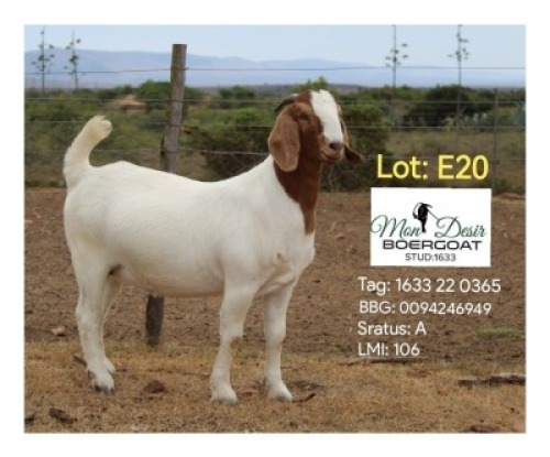 LOT E20 1X BOER GOAT EWE Mon Desir