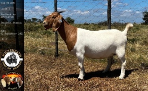 LOT E17 1X BOER GOAT EWE Whiteheath