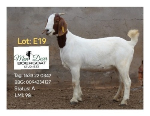 LOT E19 1X BOER GOAT EWE Mon Desir
