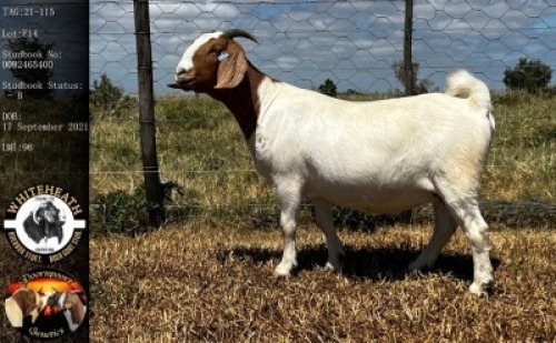 LOT E14 1X BOER GOAT EWE Whiteheath