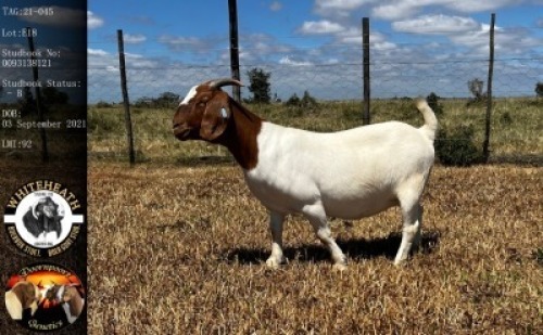 LOT E18 1X BOER GOAT EWE Whiteheath