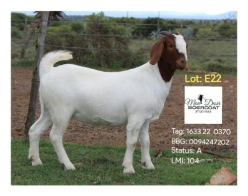 LOT E22 1X BOER GOAT EWE Mon Desir