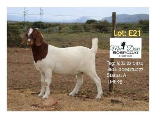 LOT E21 1X BOER GOAT EWE Mon Desir