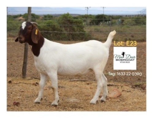LOT E23 1X BOER GOAT EWE Mon Desir