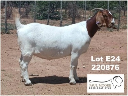LOT E24 1X BOER GOAT EWE Paul Moore