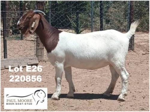 LOT E26 1X BOER GOAT EWE Paul Moore