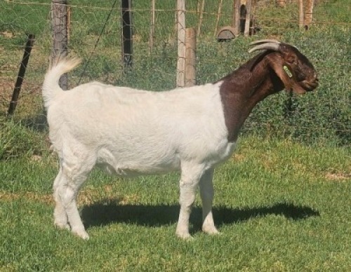 LOT E48 1X BOER GOAT EWE Doornpoort