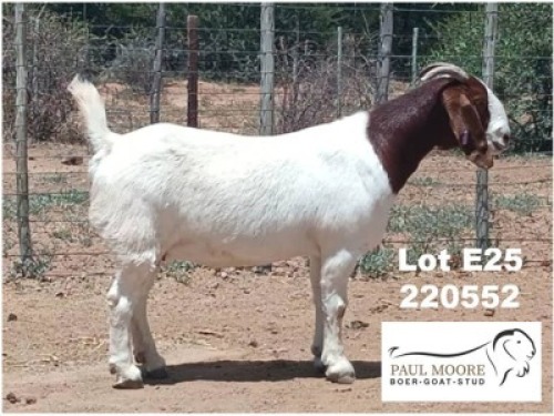 LOT E25 1X BOER GOAT EWE Paul Moore