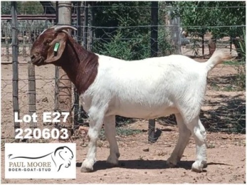 LOT E27 1X BOER GOAT EWE Paul Moore