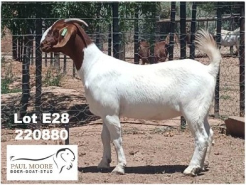 LOT E28 1X BOER GOAT EWE Paul Moore