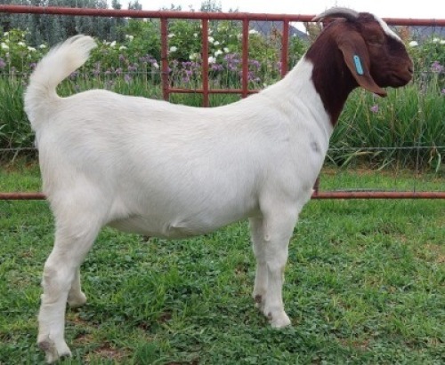 LOT E29 1X BOER GOAT EWE Roodewaal