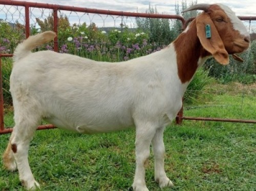 LOT E32 1X BOER GOAT EWE Roodewaal