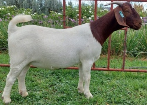 LOT E30 1X BOER GOAT EWE Roodewaal