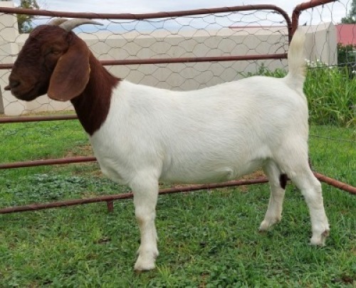 LOT E33 1X BOER GOAT EWE Roodewaal