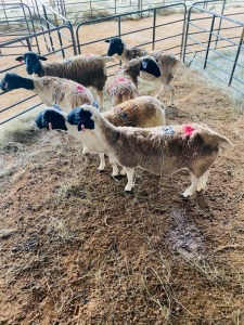 LOT 40 - 6 X  (F)  DORPER  LANIE KRUGER  (PER STUK OM LOT TE NEEM/PER PIECE TO TAKE THE LOT)