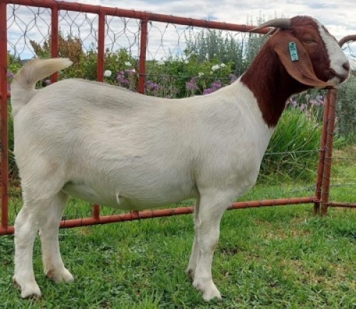 LOT E31 1X BOER GOAT EWE Roodewaal