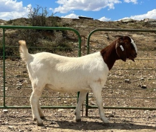 LOT E39 1X BOER GOAT EWE Chippy Poultney