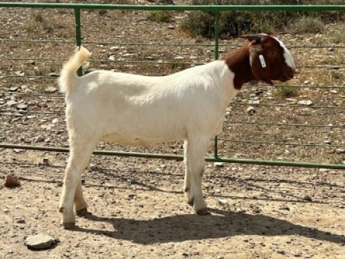 LOT E40 1X BOER GOAT EWE Chippy Poultney