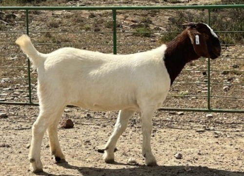 LOT E42 1X BOER GOAT EWE Chippy Poultney