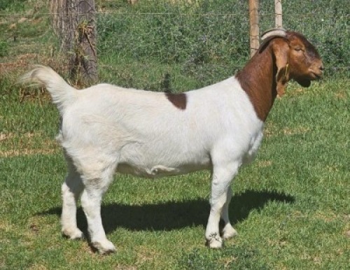 LOT E47 1X BOER GOAT EWE Doornpoort