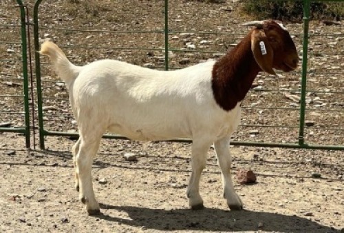 LOT E41 1X BOER GOAT EWE Chippy Poultney