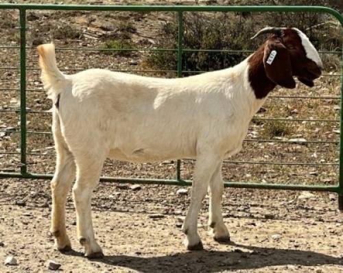 LOT E43 1X BOER GOAT EWE Chippy Poultney