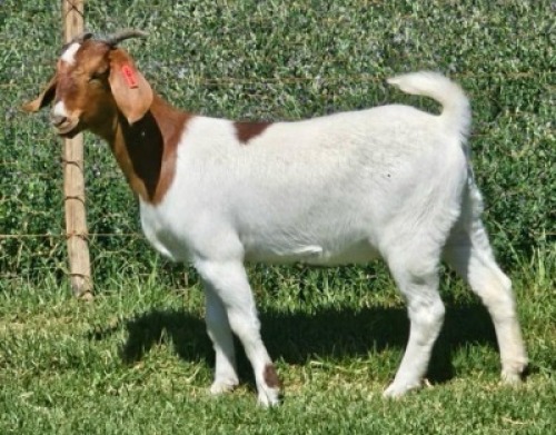 LOT E49 1X BOER GOAT EWE Doornpoort