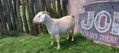 LOT E55 1X SAVANNA EWE Blackie Swart