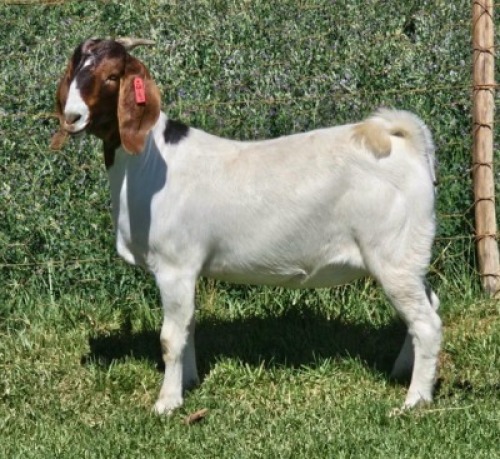 LOT E50 1X BOER GOAT EWE Doornpoort