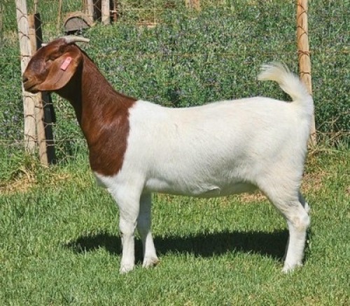 LOT E51 1X BOER GOAT EWE Doornpoort