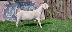 LOT E56 1X SAVANNA EWE Blackie Swart