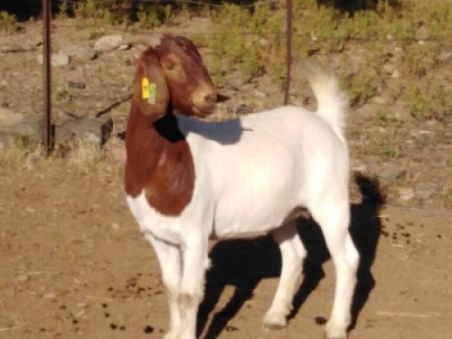 LOT E57 1X BOER GOAT EWE Osplaat