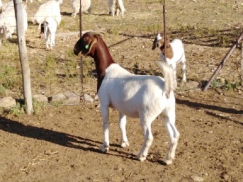 LOT E60 1X BOER GOAT EWE Osplaat