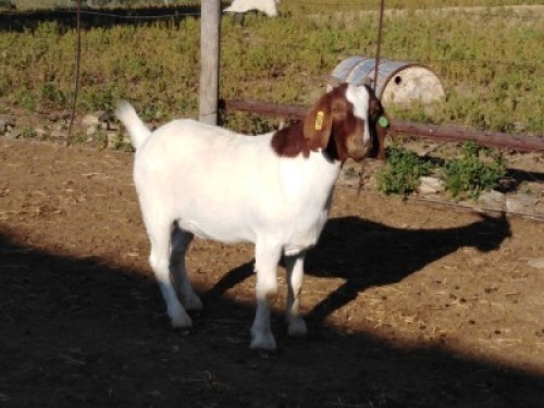 LOT E58 1X BOER GOAT EWE Osplaat