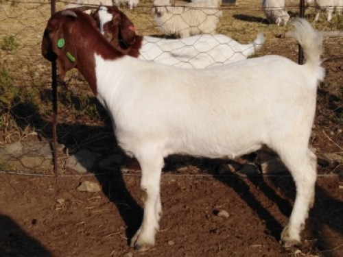 LOT E59 1X BOER GOAT EWE Osplaat