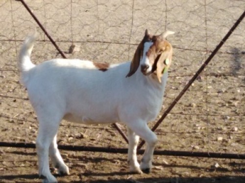 LOT E61 1X BOER GOAT EWE Osplaat