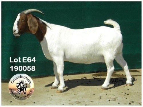 LOT E64 1X BOER GOAT EWE Grootfontein