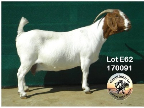 LOT E62 1X BOER GOAT EWE Grootfontein